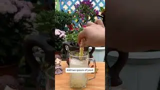 How to Make Homemade Phosphorus Fertilizer for Blooming Flowers #homemadefertilizer