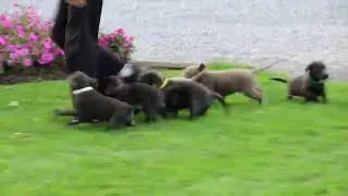 Charcoal & Silver Labrador Retriever Puppies For Sale