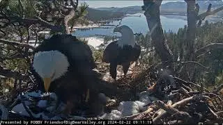 Shadow wants to incubate the eggs longer FOBBV CAM Big Bear Bald Eagle Live Nest - Cam 1