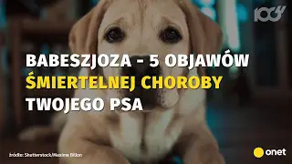Tw&oacute;j pies ma takie objawy? To może byćśmiertelna choroba!