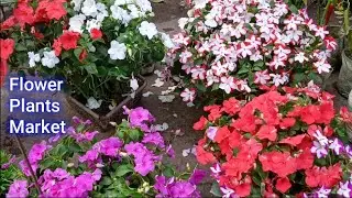 Sunday Flower Plants Market In Kolkata Galiff Street Visit || Cycas Palm Alovera Impatiens Flowers