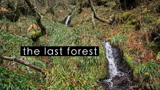 The Last Forest