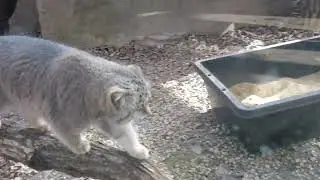 埼玉県こども動物自然公園のマヌルネコ 2023年11月24日 Vol.2