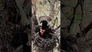 Adorable Himalayan Bulbul Bird Babies: A Close-Up Look