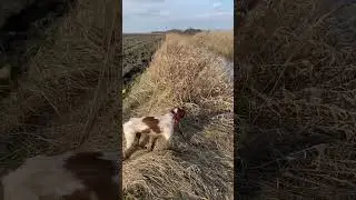 Epagneul Breton (Pako in action) 12 months pointing the pheasant | 012 #pheasant #breton #pointing