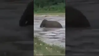 #elephantemotion