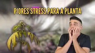 5 PIORES stress para a planta