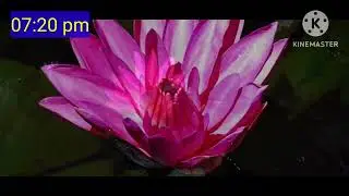 அல்லி மலர்,Nymphaea pubescens,Nymphaeaceae, #powerofplants,#Flowers #plant