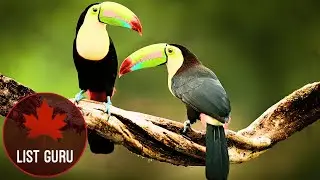 10 of the Most common Wild Animals in Central America!