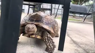 Pikachu the Sulcata Tortoise hanging out @TortoisePikachu #sulcatatortoise #turtles