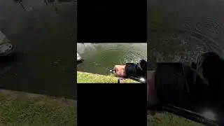 pike fly getting hit in close #pikefly #fishing #fly #mcfluffchucker