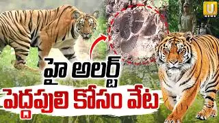Tiger HulChul in Rajahmundry | పెద్దపులి కోసం వేట | Tiger Alert | Its UTV News