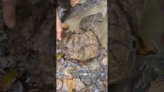 Рельефная септария,с тёмными выпуклыми кристаллическими прожилками. #камниснами