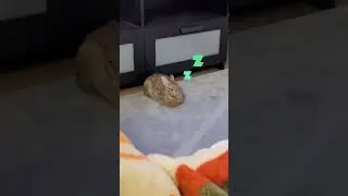 Adorable, Sleepy Little Netherland Dwarf Bunny | (Cocoa and) Cosmo