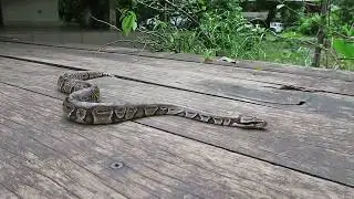 _/\_ YoGa SnaKe # StaY H Ooommm