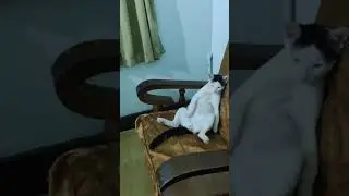 chilling cat