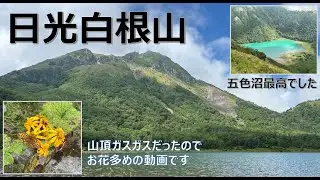 【日光白根山】 菅沼から山頂→前白根山→五色沼の周回ルート。山頂はガスガスで何も見えずも五色沼とお花は凄かった！