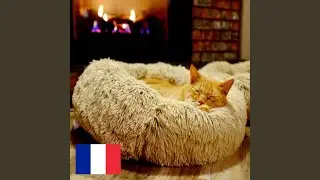 Ronronnement d'un Chat pr&egrave;s d'une Chemin&eacute;e