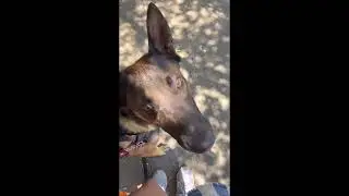 Diesel the Mobility-Service Dog Saves His Mom &mdash;and the Day!