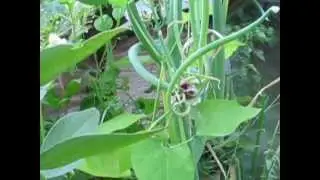 Runner beans growing from tubers I saved last year. Part of the pallet garden project.