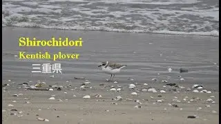 Filmando aves com a Nikon P900