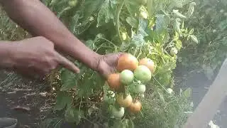 Tomato use of green planet bio product## con 9975559212##