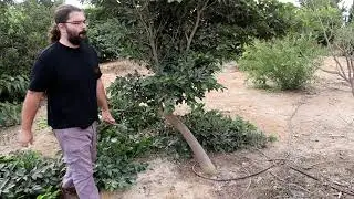 Pruning Brosimum alicastrum (breadnut, Maya nut or ramon) Exotic Fruit Tree Care