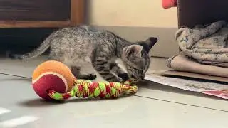 kitten playing so cute