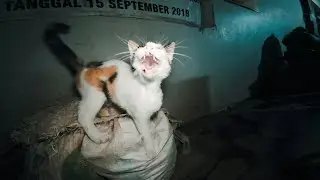 Feeding Stray Cats at the Local Market 280 | Quiet Cat Moments with English Subtitles
