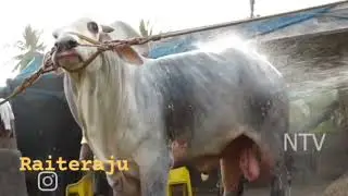 RK Bulls 😍😍😍 Old Video 🎥🎥🎥🔥🔥🔥🎥