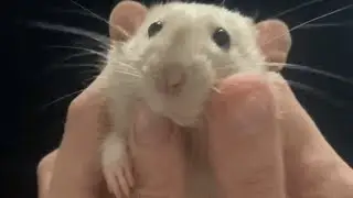 Special needs rat is so gentle with his human mom