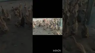 ১০০ হাঁস  থেকে  এখন ৭০% ভাগ ডিম দিছেন 