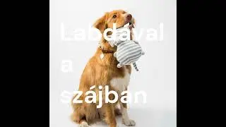 Hogyan alakultak ki a kistestű kutyák?