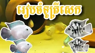 រៀបចំទូត្រីសេក Polar Blue Parrot Fish #polarblueparrotfish  #fishtank  #ត្រីសេក #ទូត្រី