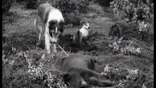 Lassie - 