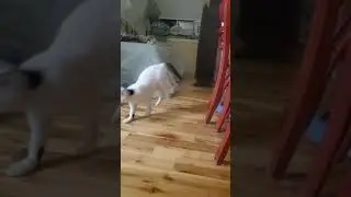 RezDawg Rescue Kitty ~ Joe, the Acrobat