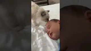 Why Do Cats Guard Babies and Lick Them? 🐱👶