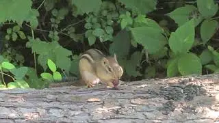 Suki the chipmunk enjoys a grape, sort of.