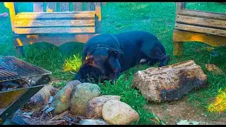 Summer Camp with my Dog & Friends | Peanut Butter Noodles with Lemongrass Tofu & Chicken Skewers