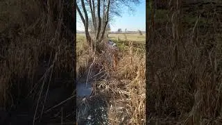 Oto zamrznięty r&oacute;w melioracyjny z drugiej strony.