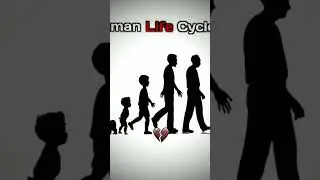 Human life cycle