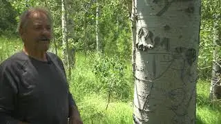 The Historic Aspens of Peavine Mountain