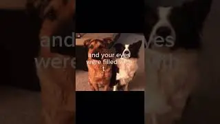 A man&rsquo;s best friend 🙂 #shortvideo #music #dogs #