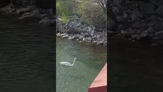Swan from the Pier at Centre Beach, Toronto Islands