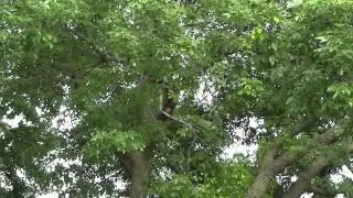 Update - Positive Results for Emerald Ash Borer Tree-age