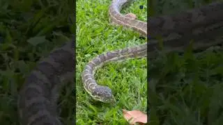 Why Are All Snakes Afraid Of King Cobra? #facts #shortvideo #shorts