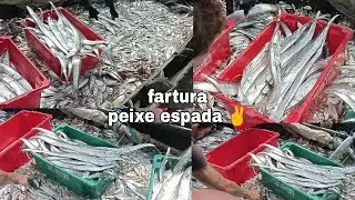 Fartura de espada na praia de bitupíta #peixeespada,#curraldepesca,#farturadeespada,#praiadebitupita