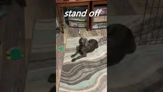 CUTE PUPPY STAND OFF!!! BALOO the WEIM #SHORTS BALOO the Weimaraner