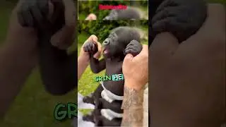 🌟🐒Unexpected Bond Between Baby #gorilla  and it's Owner!🌟 #shorts