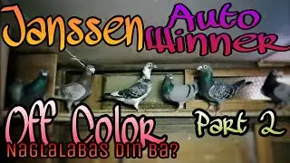 Off Color Racing Pigeons / Janssen / Auto Winner / Naglalabas din ba?